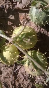Image result for Cucumis myriocarpus