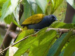 Gray Bellied Bulbul Pycnonotus Cyaniventris By Mike Prince Bulbul Bird Belly