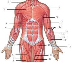 _ check out my online stores! Muscle Movement By 17rogueller On Emaze