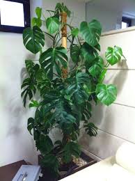 Join facebook to connect with martha mosterra and others you may know. Costilla De Adan Monstera Deliciosa