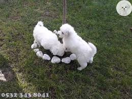 Maltese Terrier Teacup Malta Kopegi Teriyer Kopek