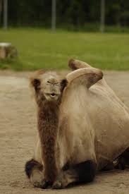 There are three living species of camels. Free Images Animal Wildlife Fauna Lion Vertebrate Safari Bactrian Camel Camelus Bactrianus Tallinn Zoo Camel Like Mammal Arabian Camel 2624x3936 1071977 Free Stock Photos Pxhere