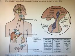 Neuroendocrine And Adrenal Diseases Flashcards Quizlet