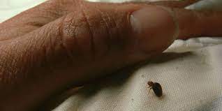 Being a professional entomologist and working in a pest control industry, i am used to different stories of lost battles with bed bugs. How To Get Rid Of Bed Bugs Identify Control And Exterminate
