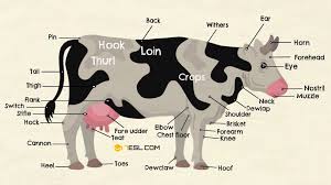 cow organs diagram wiring diagrams