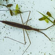 Some, like those in the genus ranatra others, such as those in the genus nepa, have large, oval bodies, and look like smaller versions of giant water bugs. Water Scorpion Facts Information 2021 Nepidae Pond Informer