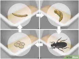 You must set and maintain the right conditions for mealworms to thrive. How To Care For Mealworms 9 Steps With Pictures Wikihow