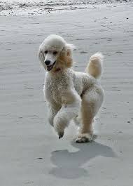 Gunther Poodle Puppy Poodle Dog Poodle Puppy Standard