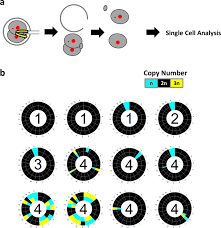 Check spelling or type a new query. Chromosome Segregation Error During Early Cleavage In Mouse Pre Implantation Embryo Does Not Necessarily Cause Developmental Failure After Blastocyst Stage Scientific Reports