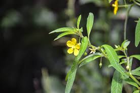 Image result for Ludwigia octovalvis
