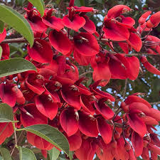 Image result for Erythrina crista-galli