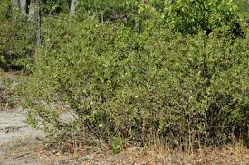 Image result for Bonamia mossambicensis