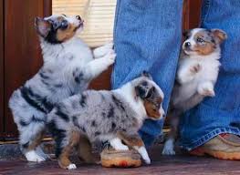 More About The Energetic Australian Shepherd Pup Personality Australianshepherd Doggy Love Australian Australianshepherd Doggy Energetic Love Pers In 2020