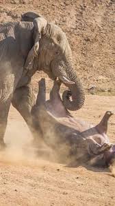 10 Animals that hunt elephants in the wild