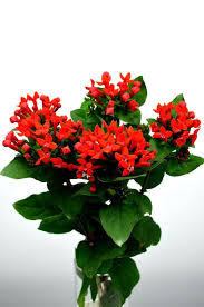 We did not find results for: Red Bouvardia Available February November And Parts Of January December Beautiful Flowers Red Flowers Flower Guide