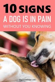 Pin On Dog Care Tips