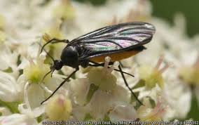 So erreicht und tötet es die larven. Trauermucken Bekampfen Vermeidet Diese Fehler Indoorgarten