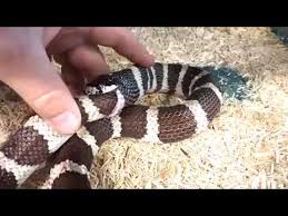 Resolution audio, bel canto, neat, project. Reptile Sanctuary Saves King Snake From Eating Itself Youtube