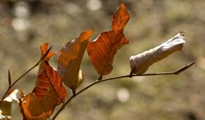 We did not find results for: 7 Resep Nutrisi Hidroponik Buatan Sendiri Yang Bagus Bibit Online