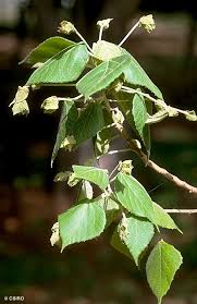 Image result for Macaranga mellifera