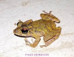 Image result for Pristimantis gladiator