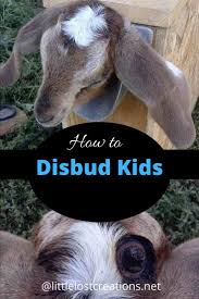 Disbudding Kids Easy And Quick Raising Goats Goats Chickens Backyard