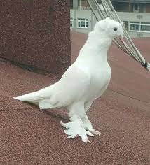 Blt Blt Adli Kullanicinin Guvercin Pidgeon Panosundaki Pin Guzel Kuslar Hayvanlar Hayvanlar Alemi