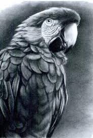 Realistic animal sketches at paintingvalley com explore. Drawing Realistic Pets From Photographs Step By Step Art Lessons By Lee Hammond Art Is Fun