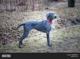 While blues are black (blue) sheep of the weimaraner world, they are not entirely shunned from the upper echelons of the canine universe. Portrait Beautiful Image Photo Free Trial Bigstock