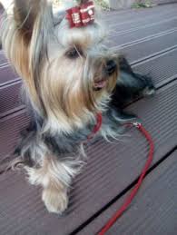 Freut sich hingegen schon seit langer zeit über viel interesse. Der Yorkshire Terrier Yorkshire De