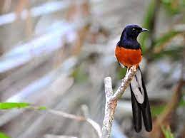 Maybe you would like to learn more about one of these? Pencinta Burung Tolak Murai Batu Dan Cucak Rawa Jadi Satwa Dilindungi Mengapa Regional Liputan6 Com