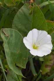 Image result for Convolvulus goyderi