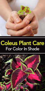 Colorful Coleus Plant Varieties Are One Of The Best Solutions For The Color Problem In Shady Locations During The Su Coleus Plant Coleus Plants Care Plant Care