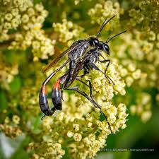 Image result for Disperis sp. nov. aff. bifida