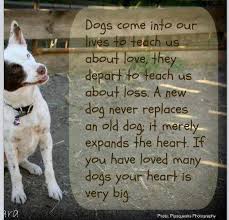 Dog God Spelled Backwards One Of His Most Precious Gifts Dog Quotes Old Dogs Dog Love
