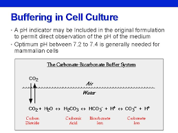 Role of co2 in animal cell culture media. Cell Culture What Is Cell Tissue Culture Tissue