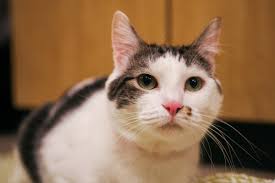 All cat adoption fees include leukemia testing, spaying or neutering. Oregonhumanesociety Oregonhumane Twitter
