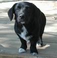 Corgi Labrador Retriever Mix: Corgidor Breed Info, Puppies ...