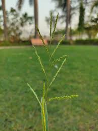 Image result for Eriochloa procera