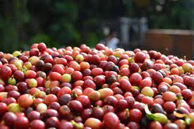 Harvesting Kona Coffee Royal Kona Coffee