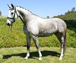 Dapple Grey Warmblood My Favorite When I Was A Kid I Wanted To Have One Trakehner Pferde Tiere