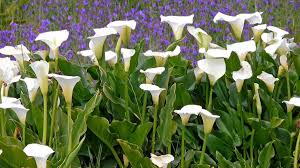 For a head start, you can plant the rhizomes in pots indoors about a month before planting them into the garden. How To Grow Calla Lilies Indoors Or Outdoors Dengarden