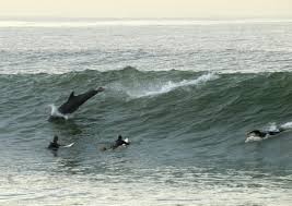 Dolphin Surfs With Surfers Ventura California By Ryan Cardone Ocean Beach California Ventura California Oxnard California