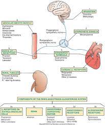 Cardiac Meds Medications Nursing Nursing Students Pharmacology Nursing