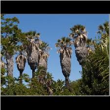See more of botanischer garten und botanisches museum berlin on facebook. Lissabon Botanischer Garten Jardim Botanico Da Ajuda