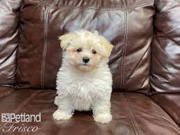 The malti poo loves to play or curl up on the couch for a nap. Maltipoo Puppies Petland Frisco Tx