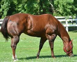 Pin De Ricardo Gonzalez En Caballos Caballos Cuarto De Milla Caballos Bonitos Cuarto De Milla