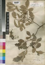 Image result for Diospyros squarrosa