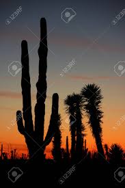 Observations of a select set of annual plants that grow in coastal california grasslands. Desert Sunset With Silhouettes Of Cactus In The Sonoran Desert Stock Photo Picture And Royalty Free Image Image 89792202