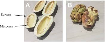 Image result for Pachylobus edulis